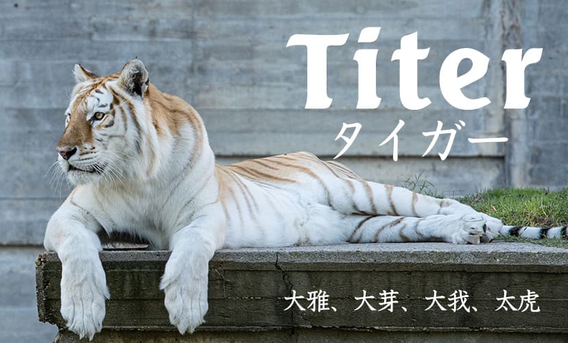 「たいが」と読む男の子の名前。大雅、大芽、大我、太虎など