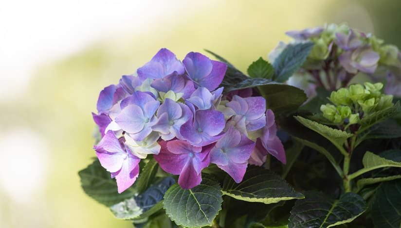紫陽花