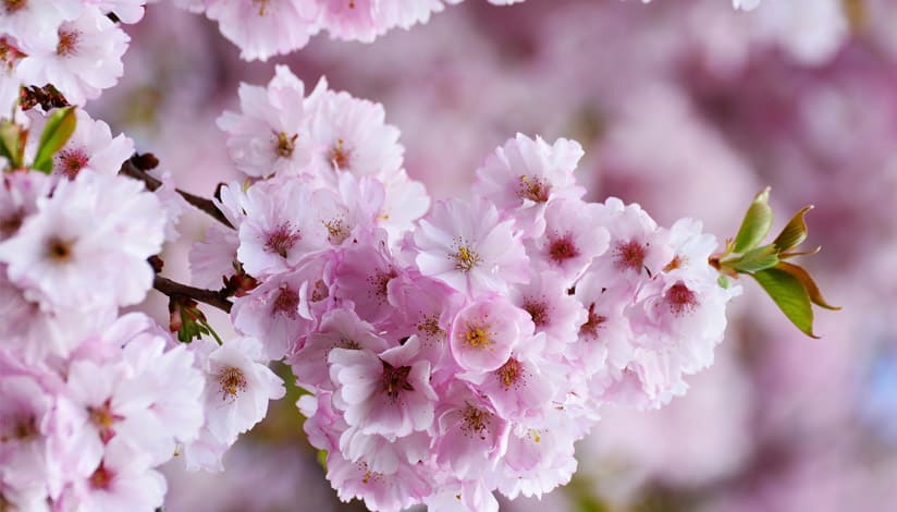 桜
