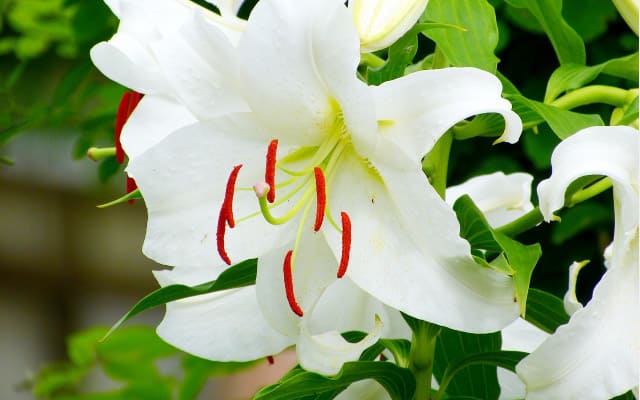 百合